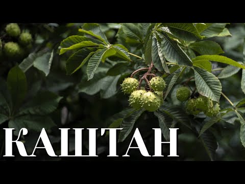 Видео: Каштан — всё о дереве, плодах и пользе | Съедобный и конский каштан, виды, факты и применение