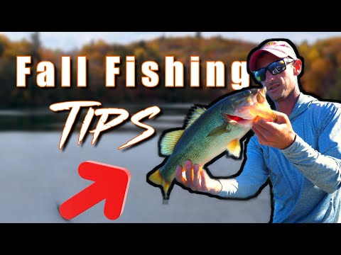 Видео: Эта приманка — настоящая находка для ловли осеннего окуня!