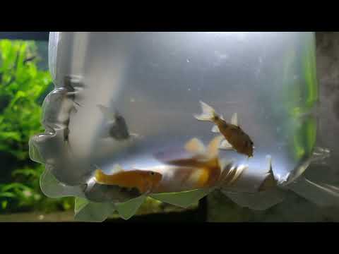 Видео: Купила рыжих молли и крапчатых сомиков в аквариум 120 литров/накрылся СО2 во время отпуска