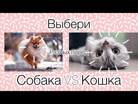 Видео: Выбирашки кошки VS собаки  🐶❤️🥺🥺🥺🥺