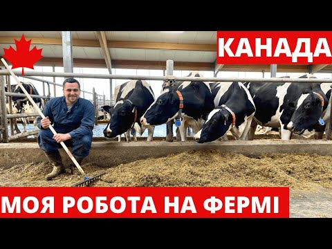 Видео: Робота на фермі в Канаді. Частина 2