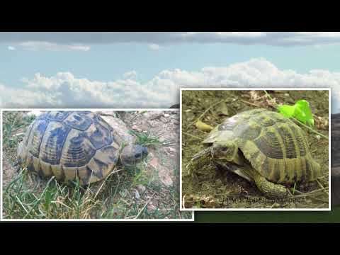 Видео: 01 Провадийско Роякско плато