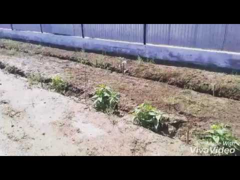 Видео: Аққұм  ауылы