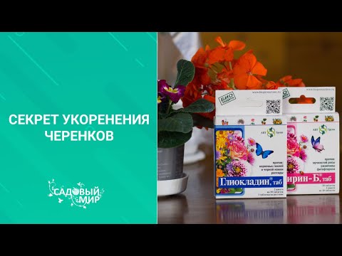 Видео: НЕ СЛЕДУЕТ УКОРЕНЯТЬ ГЕРАНЬ В ВОДЕ! Три этапа укоренения черенков пеларгонии в земле.100% результат