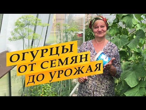 Видео: Огурцы. От семян до урожая.