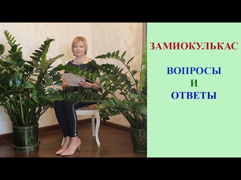 Видео: ЗАМИОКУЛЬКАС. ОТВЕТЫ НА САМЫЕ АКТУАЛЬНЫЕ ВОПРОСЫ.