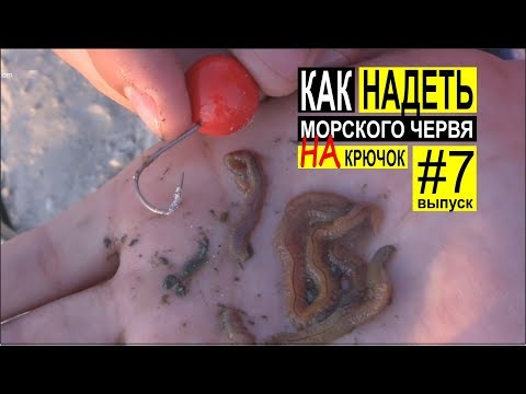 Видео: Как одевать морского червя на крючок для ловли пеленгаса. Выпуск #7
