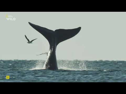 Видео: Дикая Аргентина: экстремальная земля, 1Часть. Опасные воды.National Geographic Wild HD онлайн.