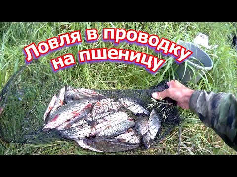 Видео: Ловля в проводку на реке Днепр плотва густера подуст