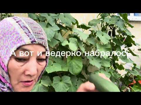Видео: Сбор урожая | ASMR сад