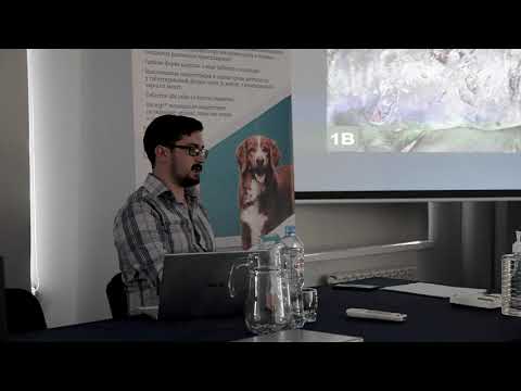 Видео: Лекция для волонтеров - Раны у животных