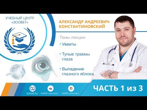 Видео: А.А. Константиновский УЦ ЗООВЕТ | Увеиты. Тупые травмы глаза. Выпадение глазного яблока. Часть 1/3