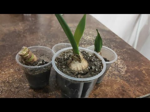 Видео: 30.04.21.Гиппеаструмы едут на дачу..