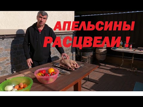 Видео: АПЕЛЬСИНЫ РАСЦВЕЛИ ! Шикарный домашний ГУСЬ в КАЗАНЕ с овощами и АПЕЛЬСИНАМИ! Очень вкусный рецепт !