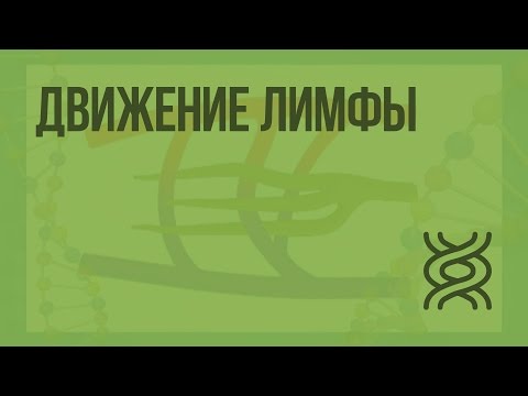 Видео: Движение лимфы. Видеоурок по биологии 8 класс