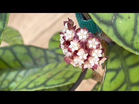 Видео: ШИКАРНЫЕ ХОЙИ ОБЗОР  ✅️ РЕЛАКС на КАЖДЫЙ ДЕНЬ