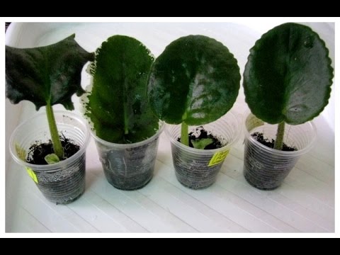 Видео: Как вырастить фиалку из листика. Укоренение и размножение сенполии.