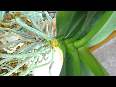 Видео: Как правильно пересадить орхидею для активного роста корней?