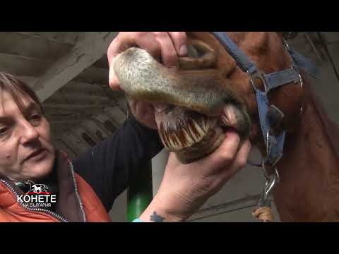 Видео: Конете на България: Кога за първи път да извикаме ветеринарен лекар за преглед на конските зъби?