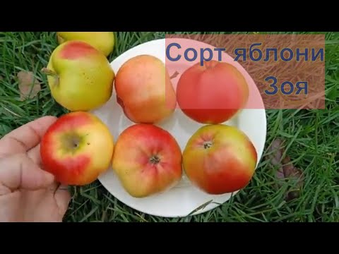 Видео: Новый сорт яблони Зоя. Сеянец сорта Сябрины с.о.