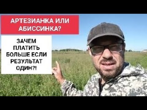 Видео: АРТЕЗИАНКА ИЛИ АБИССИНКА. ||ЗАЧЕМ ПЛАТИТЬ БОЛЬШЕ, ЕСЛИ РЕЗУЛЬТАТ ОДИН?!