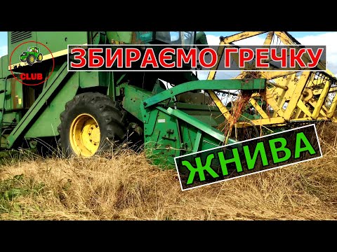 Видео: Збираєм Гречку | Скільки гречки можна зібрати з 20 сотиків?Який урожай гречки.Робота комбайна Джон