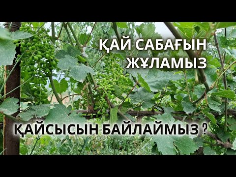 Видео: ЖҮЗІМДЕ Жыл Сайын ЖЕМІС АЛУ СЫРЫ | қай сабағын Жұламыз, қайсысын Байлаймыз