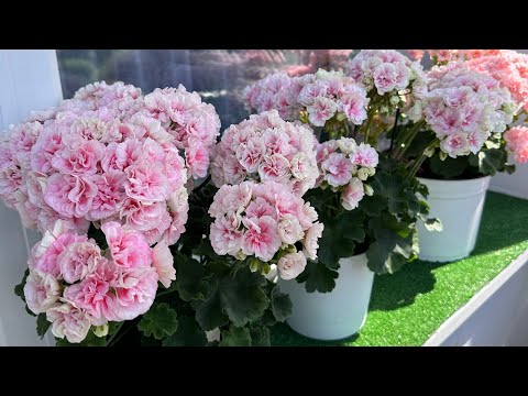 Видео: Обзор пеларгоний на балконе🤩🤩🤩 сравнение сортов☝🏼☝🏼☝🏼
