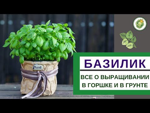 Видео: БАЗИЛИК - секреты выращивания на подоконнике и на огороде//от рассады до сбора урожая