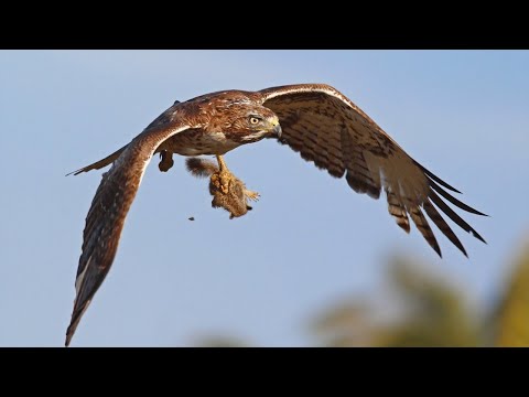Видео: КОРШУН В ДЕЛЕ! Ленивый хищник, который не очень любит охотиться