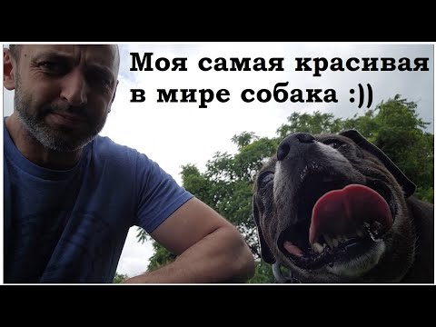 Видео: Это моя собака