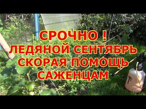 Видео: СРОЧНО! ЛЕДЯНОЙ СЕНТЯБРЬ. СКОРАЯ  ПОМОЩЬ САЖЕНЦАМ
