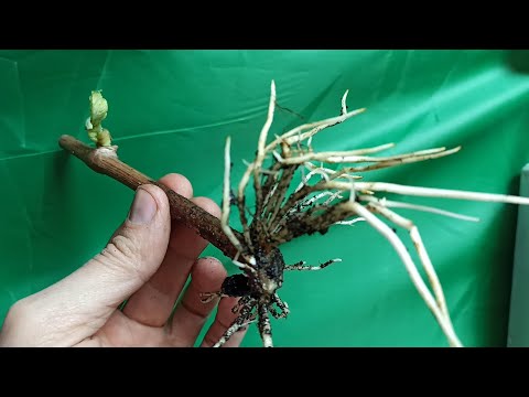 Видео: Горизонтальное Укоренение Черенков Винограда / 100% / Rooting Grape Cuttings