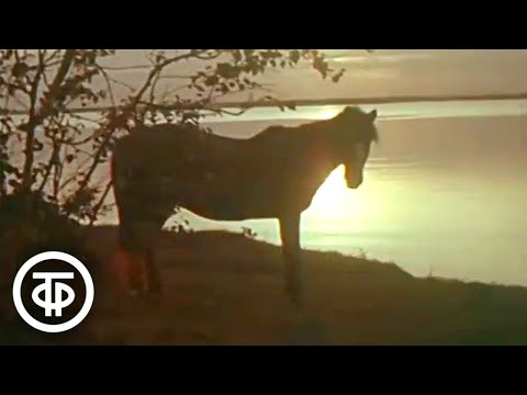 Видео: Главная река Сибири. От озера до моря (1974)