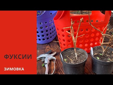 Видео: КАК СОХРАНИТЬ ФУКСИЮ зимой в подвале. Обрезка, обработка и зимовка фуксии. Мой опыт