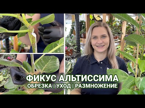 Видео: ОБРЕЗКА ФИКУСА АЛЬТИССИМА | РАЗМНОЖЕНИЕ И УХОД