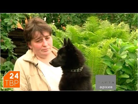 Видео: Кому подойдёт шипперке? | Элита | ТВР24 | Сергиев Посад