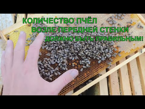 Видео: ФОРМИРОВАНИЕ И СОКРАЩЕНИЕ ПЧЁЛ каким должен быть пчелиный клуб☝️🐝🐝