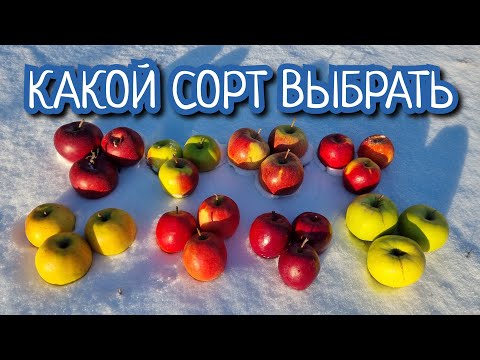 Видео: ЗИМНИЕ СОРТА ДЛЯ ХРАНЕНИЯ