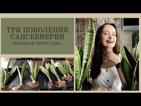 Видео: Три поколения САНСЕВИЕРИИ Futura Snow white (Белоснежка). Разговорная пересадка.