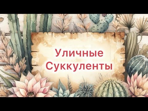 Видео: Распаковка посылки с уличными суккулентами. #succulent #цветы #garden