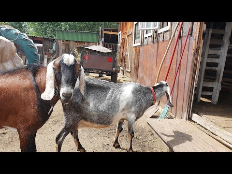 Видео: Когда крыть коз // Седимин // Обезроживание резинками