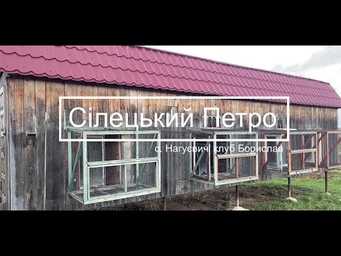 Видео: Сілецький Петро - історія голубів (с. Нагуєвичі клуб Борислав)