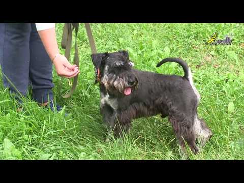 Видео: Дрессировка собак низкие цены, плохая подготовка к занятию, ОКД