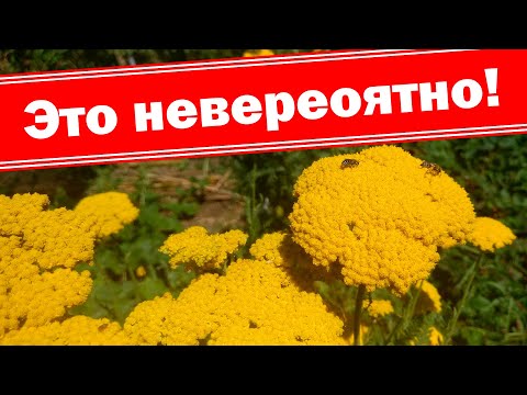 Видео: Самый интересный сухоцвет в саду!!!