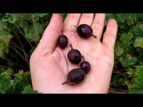 Видео: Крыжовник Арлекин, Грушенька.