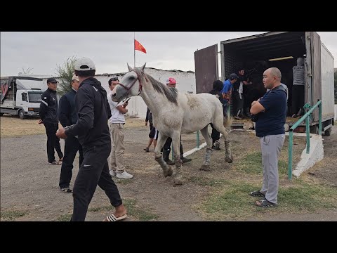 Видео: Мурас командасы Ошко келди.