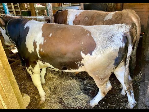 Видео: Быки 12 месяцев. Вес 400+ кг. 6 сезон.