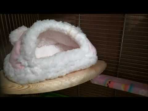 Видео: Мы купили крысок и как я обустроила их клетку с помощью fix price