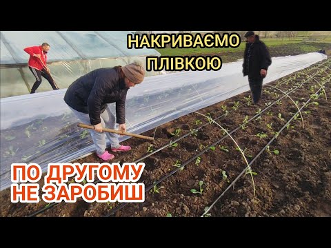 Видео: Рання КАПУСТА. Накриваємо плівкою після посадки щоб заробити